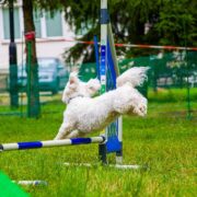 Obóz z psem - Cztery Łapki - Ryn 2022