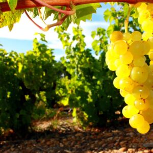 Tokaj, czardasz i termy