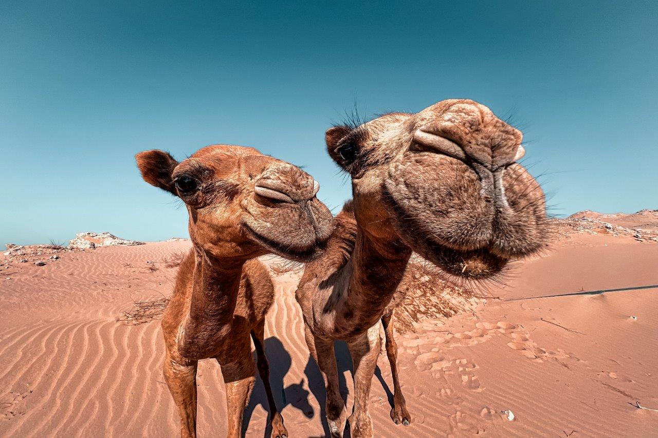 Egipt - Sharm el Sheikh i Kair - W kraju faraonów + wczasy - wylot z Wrocławia (all inclusive)